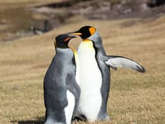 King Penguin
