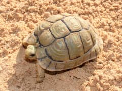 Kleinmann's tortoise