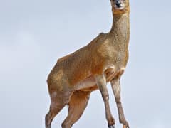 Klipspringer