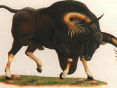 Kouprey