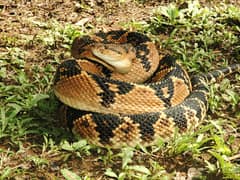 Surucucú