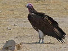 Lappet-faced Vulture