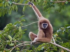 Lar Gibbon