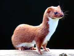 Least weasel