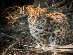 Leopard cat