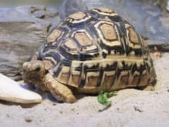 Leopard tortoise
