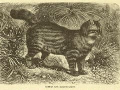 Gato de las pampas