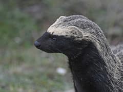 Lesser grison