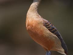 Lesser Whistling Duck