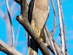 Levant Sparrowhawk