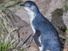 Little Penguin