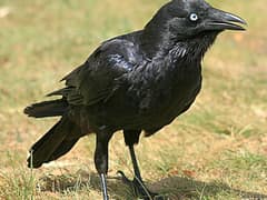 Little Raven