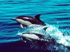 Long-beaked common dolphin