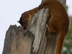 Long-tailed weasel