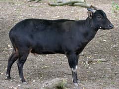 Lowland anoa