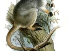 Lumholtz's tree-kangaroo