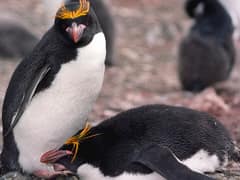 Macaroni Penguin