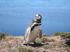 Magellanic Penguin