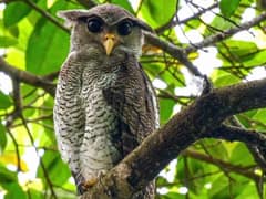 Malay Eagle-owl
