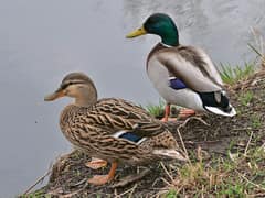 Mallard