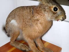 Manchurian hare