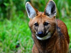 Maned wolf