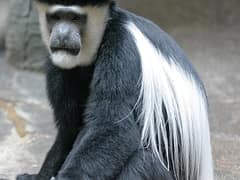 Mantled guereza