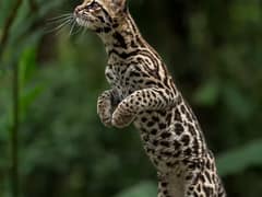 Margay