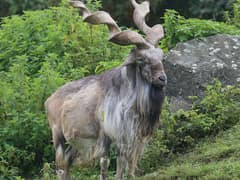 Markhor