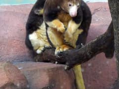 Matschie's tree-kangaroo