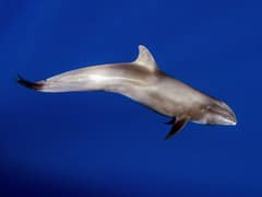 Melon-headed whale