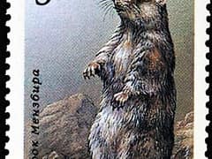 Menzbier's marmot