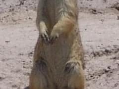 Mexican prairie dog
