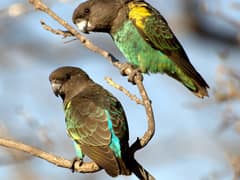 Meyer's Parrot