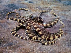 Mimic octopus