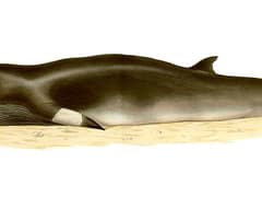 Minke whale