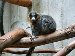 Mongoose lemur