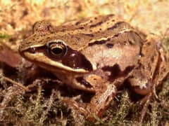 Moor frog