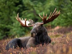 Moose