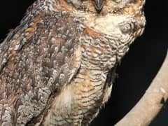Mottled Wood Owl