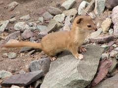 Mountain weasel