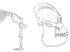 Nakalipithecus