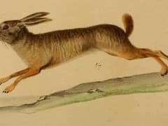 Natal red rock hare