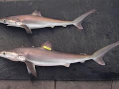 Night shark