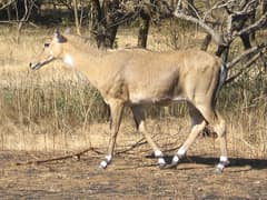 Nilgai