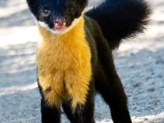 Nilgiri marten