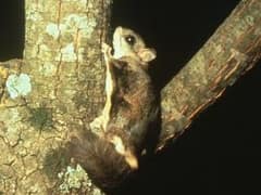 Northern flying squirrel