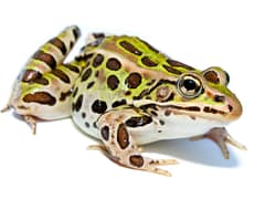 Northern leopard frog