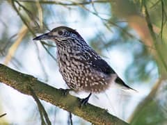 Northern Nutcracker