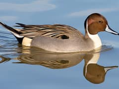 Northern Pintail